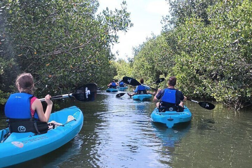 Kayak Tours and Rentals. Dolphins, Manatees, and Bioluminescence!