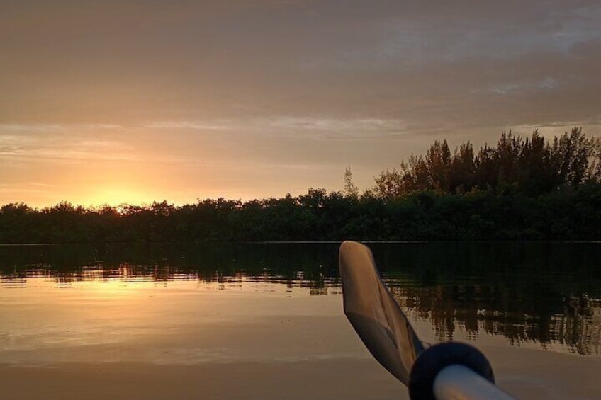 Kayak Tours and Rentals. Dolphins, Manatees, and Bioluminescence!