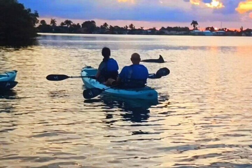 Kayak Tours and Rentals. Dolphins, Manatees, and Bioluminescence!