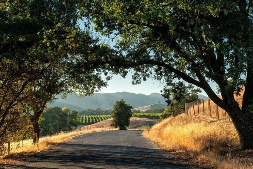 10 Hour Private Napa and Sonoma Valley Wine Tour 