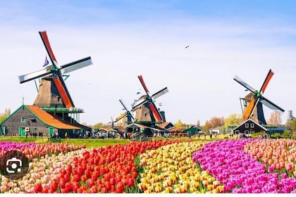 Windmills Country side tour Zaanse Schans Cheesefactory-Volendam