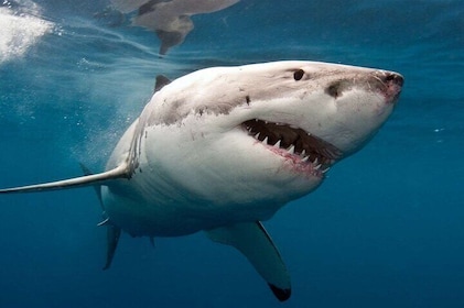 Shark Cage Diving with transport from Cape Town