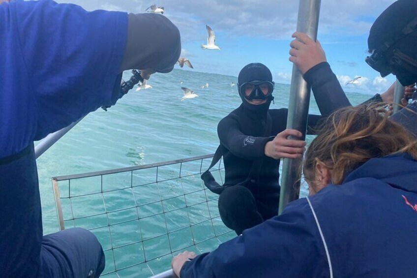 Shark Cage Diving with transport from Cape Town