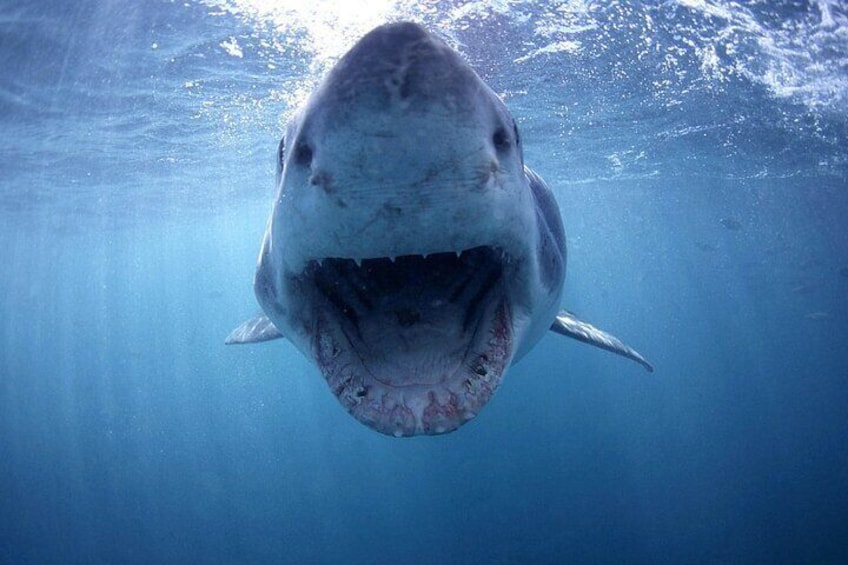 Shark Cage Diving with transport from Cape Town