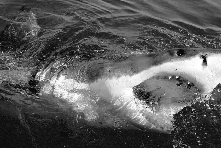 Shark Cage Diving with transport from Cape Town