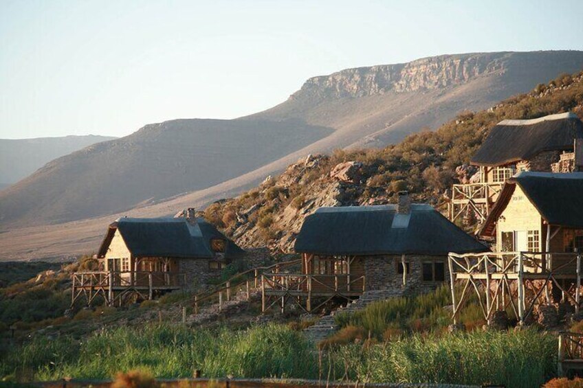 Aquila Game Reserve Safari with wine tasting, Transport & Lunch