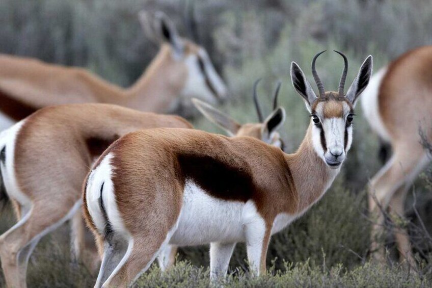 Aquila Game Reserve Safari with wine tasting, Transport & Lunch