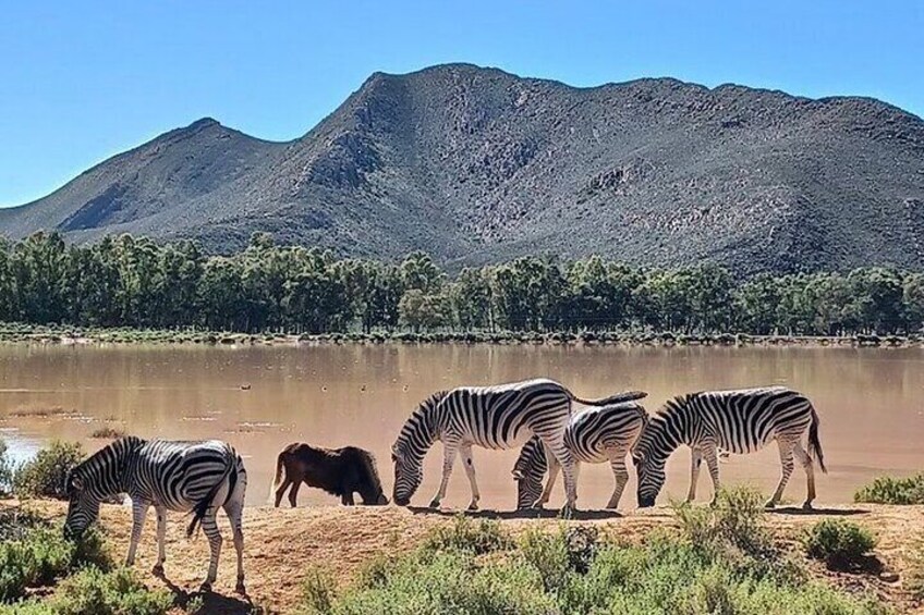 Aquila Game Reserve Safari with wine tasting, Transport & Lunch