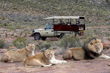 Aquila Game Reserve Safari with wine tasting, Transport & Lunch