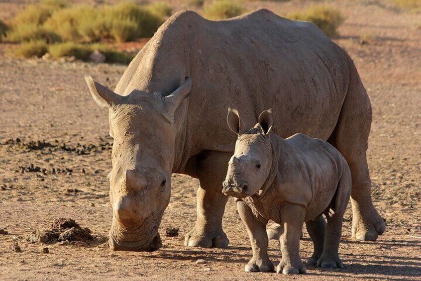 Aquila Game Reserve Safari with wine tasting, Transport & Lunch