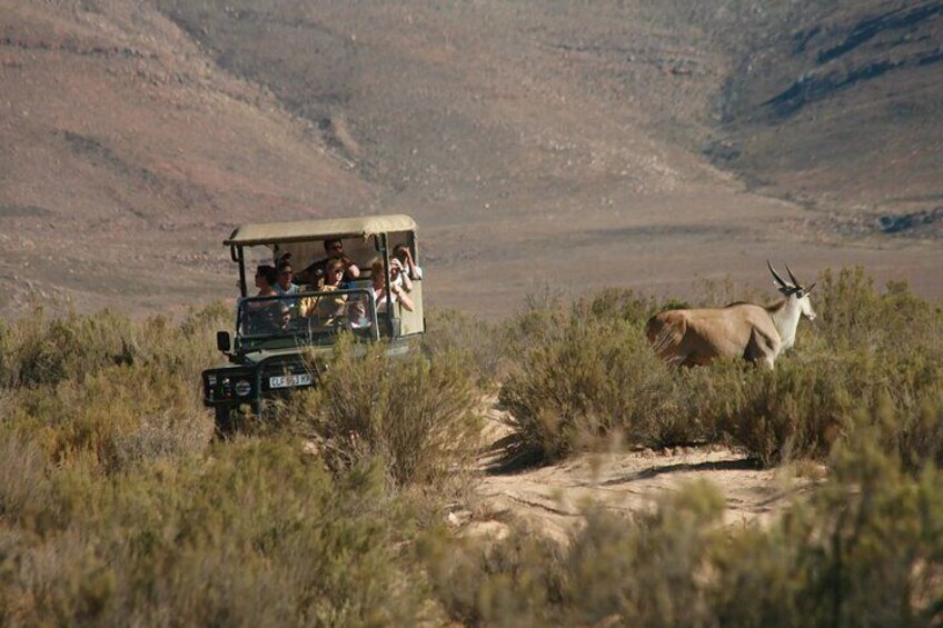 Aquila Game Reserve Safari with wine tasting, Transport & Lunch