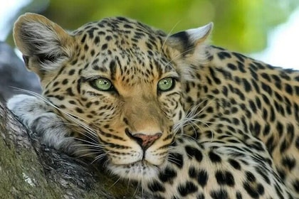 Aquila Game Reserve Safari with wine tasting, Transport & Lunch