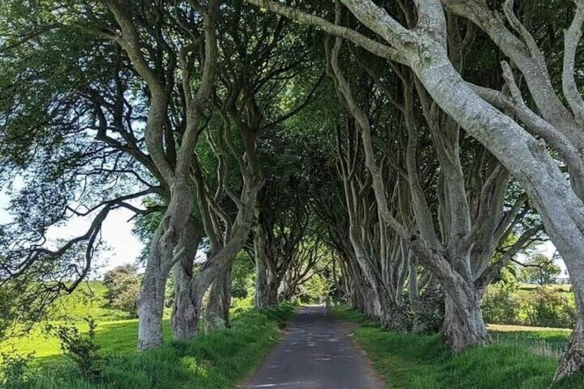 Dark Hedges