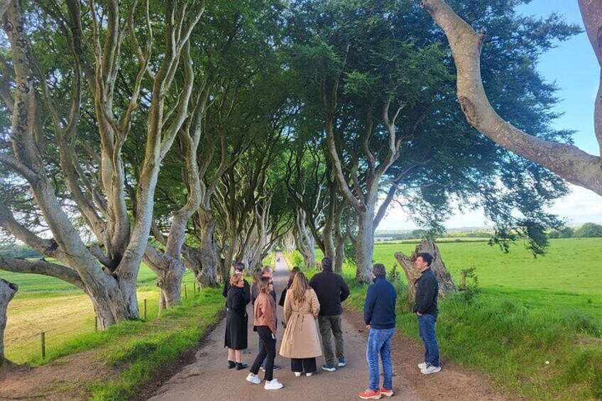 Dark Hedges