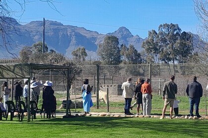 Table Mountain and Stellenbosch Big Cats Park from Cape Town