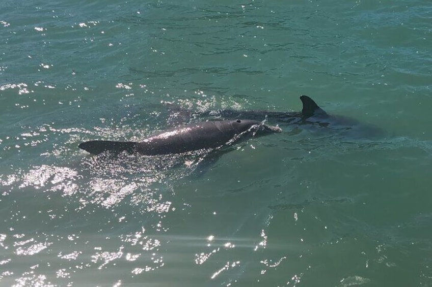 Flippers Fun Dolphin Adventure Boat Tour