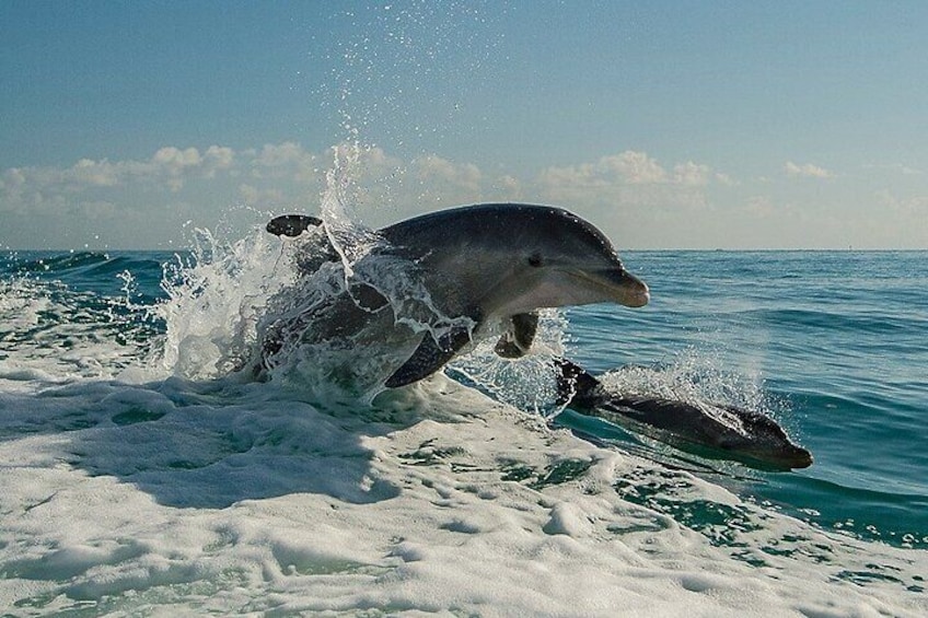 !! Flippers Fun Boat !! Dolphin Adventure Clearwater Beach!