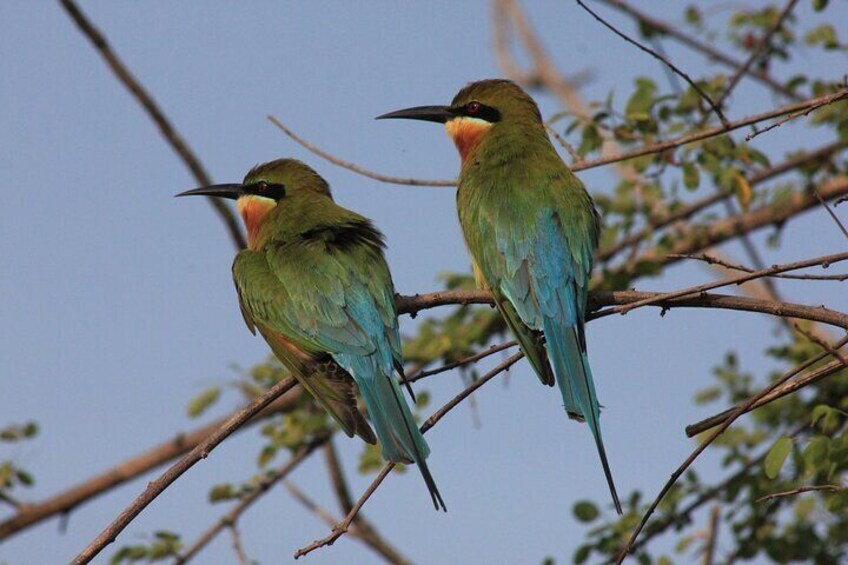 Yala National Park Safari with Transfer from Ella to Mirissa