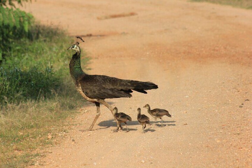 Yala National Park Safari with Transfer from Ella to Mirissa