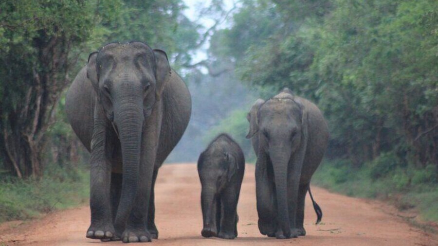 Yala National Park Safari with Transfer from Ella to Mirissa