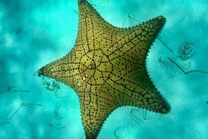 Cozumel Snorkelling Reef Experience with Ceviche and Beers