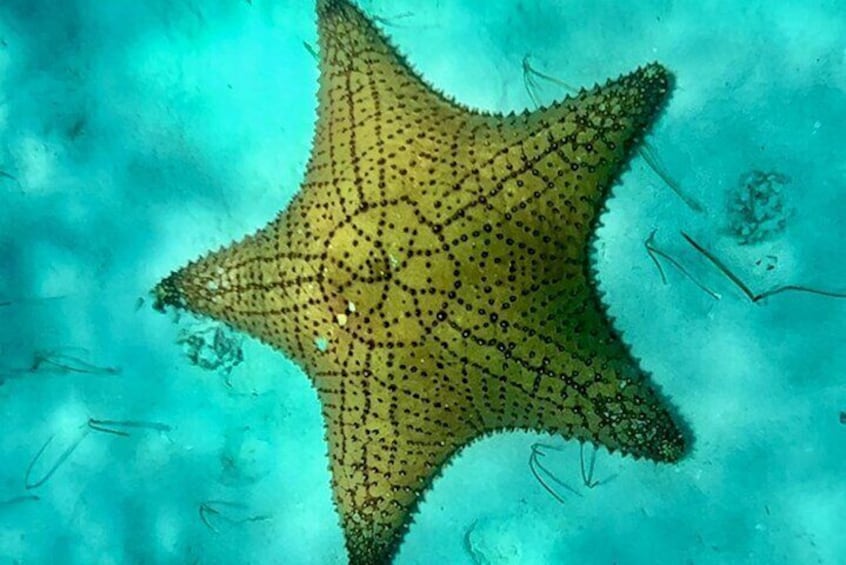Cozumel Snorkeling Reef Experience with Ceviche and Beers