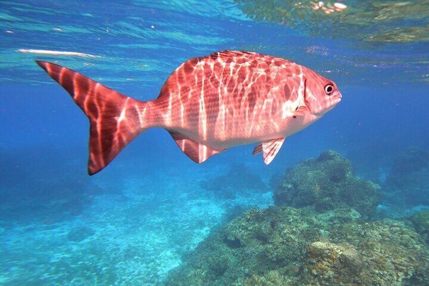 Cozumel Snorkeling Reef Experience with Ceviche and Beers
