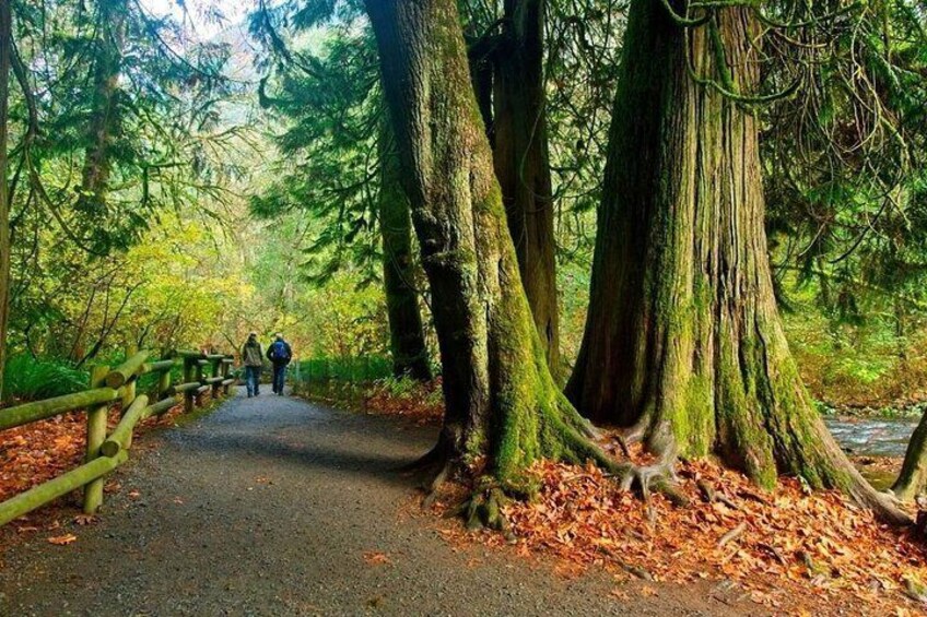 Goldstream old growth cedars