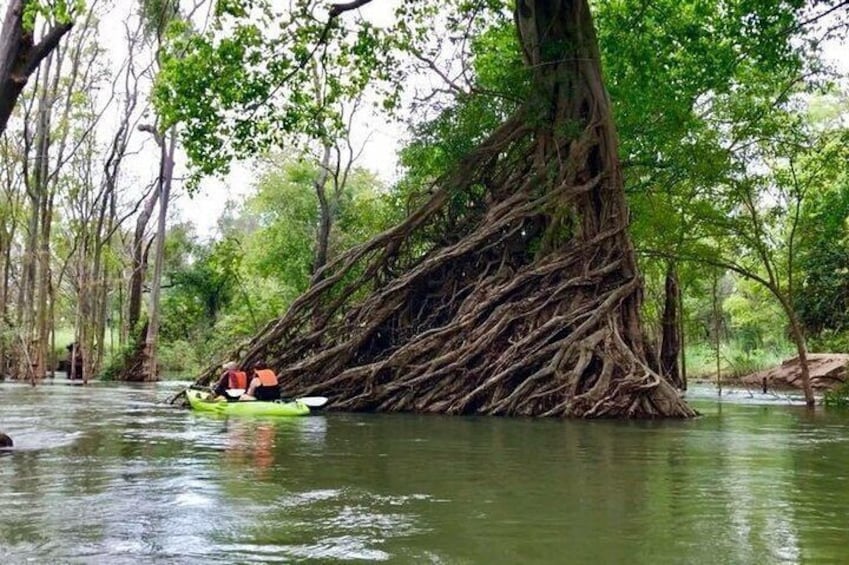 Angkor Cab customers experienced the fantastic view in Mekong River by canoeing around the jungles and river.