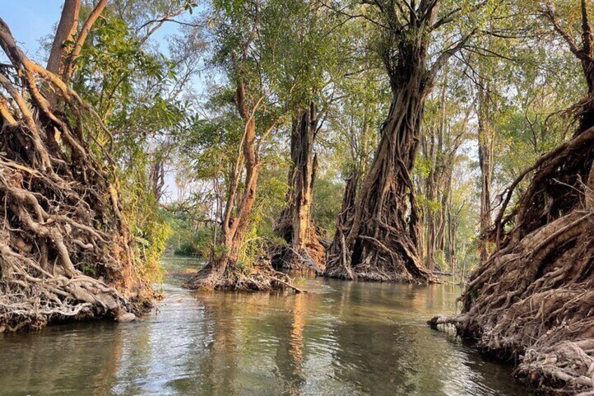 The beautiful tree in Mekong River, Koh Han Stung Treng, Cambodia . 