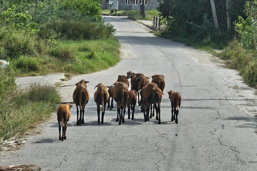 Local black belly sheep