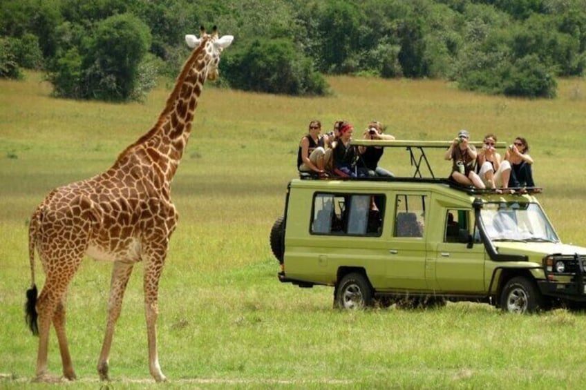 Half Day Safari Hluhluwe Imfolozi Game Reserve from Richards Bay