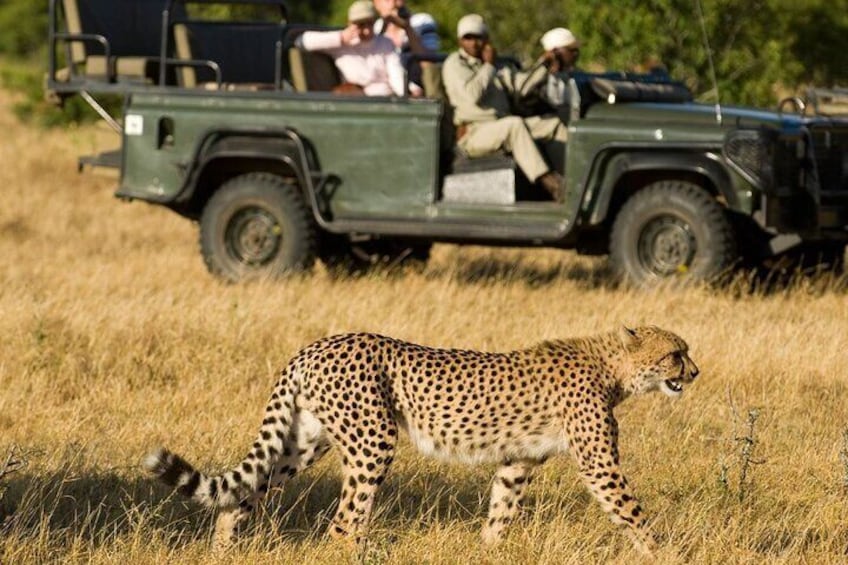 Garden Route and Addo National Park 4 Day Safari