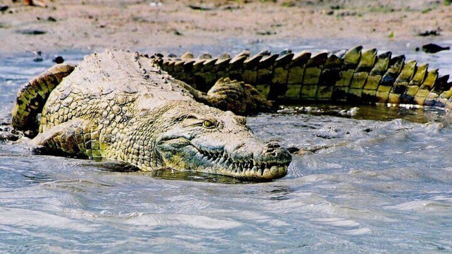 Isimangaliso Hippo and Crocodile Boat Safari from Richards Bay