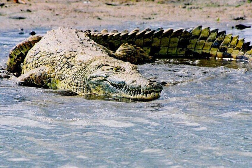 Isimangaliso Hippo and Crocodile Boat Safari from Richards Bay