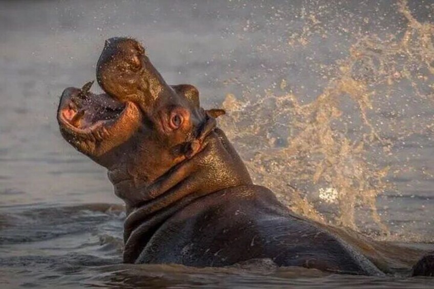 Isimangaliso Hippo and Crocodile Boat Safari from Richards Bay