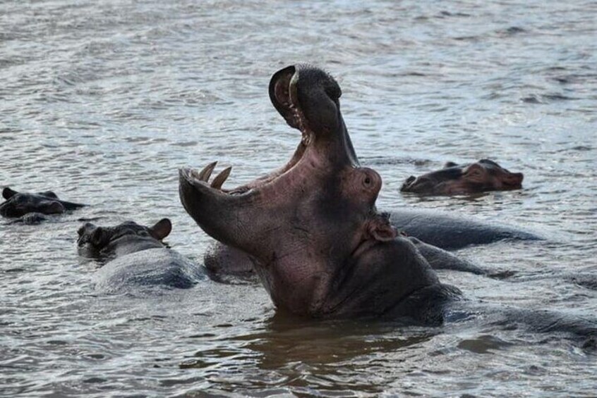 Isimangaliso Hippo and Crocodile Boat Safari from Richards Bay