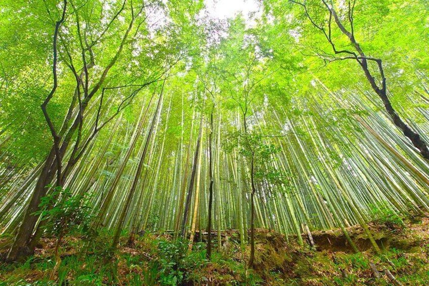 The beautiful bamboo grove of Iwashimizu Hachimangu Shrine, a national treasure.