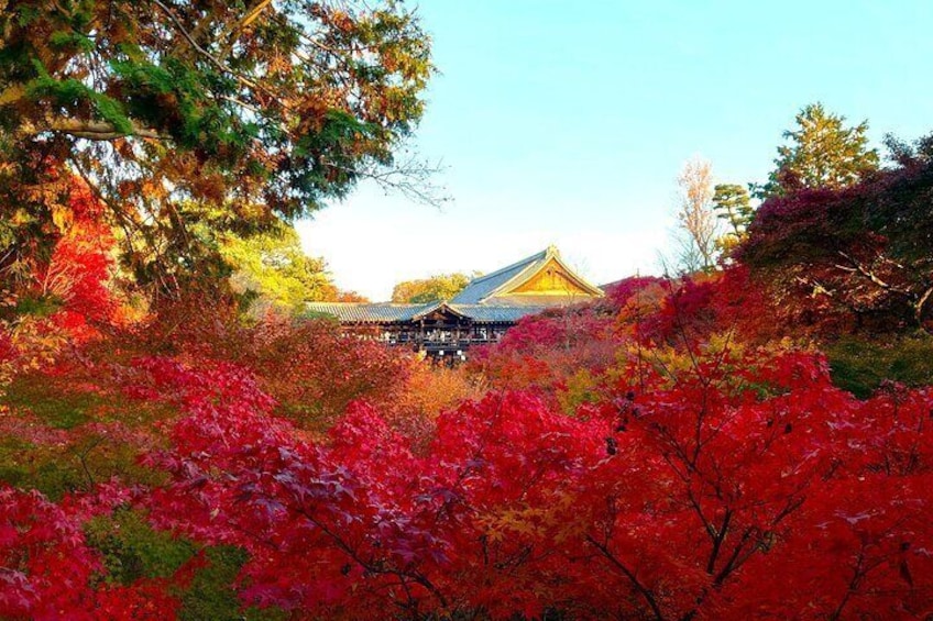 Tofukuji Temple with beautiful autumn leaves.