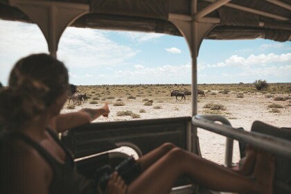 3-Day Safari Adventure Tour at Etosha National Park from Windhoek