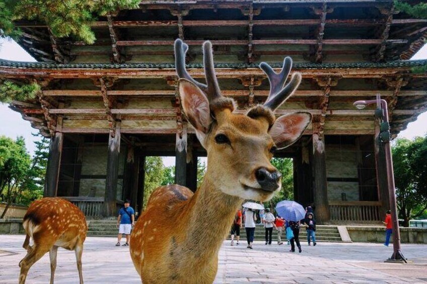 Nara free-roaming cute deers