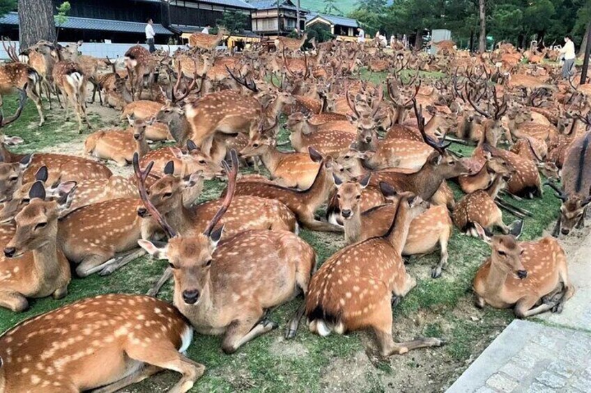 Nara Deer Park