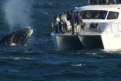 Boat Based Whale Watching from Hermanus