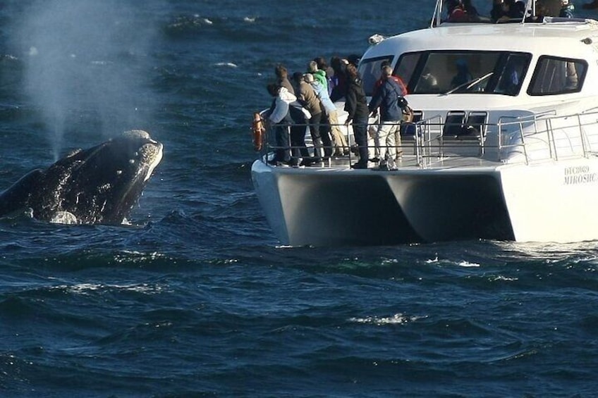 Boat Based Whale Watching from Hermanus