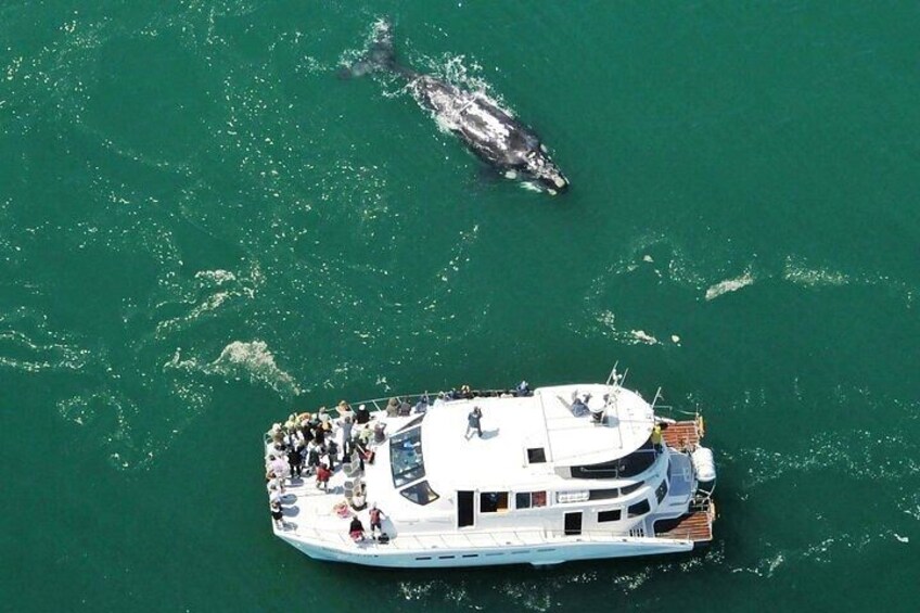 Boat Based Whale Watching from Hermanus