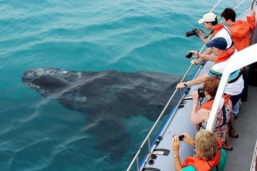 Boat Based Whale Watching from Hermanus