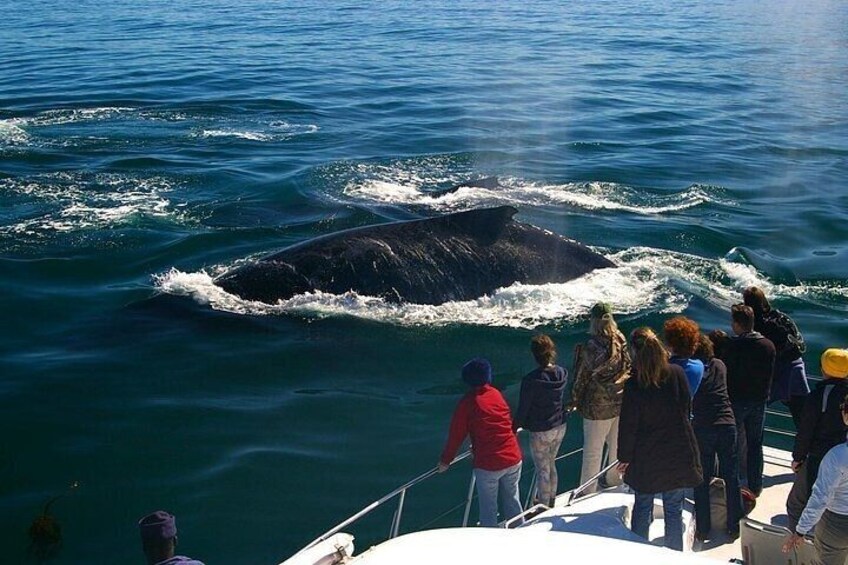 Boat Based Whale Watching from Hermanus