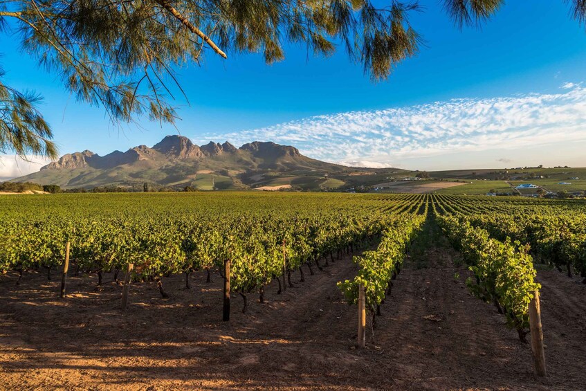 Picture 1 for Activity Stellenbosch: Wine Tasting Safari