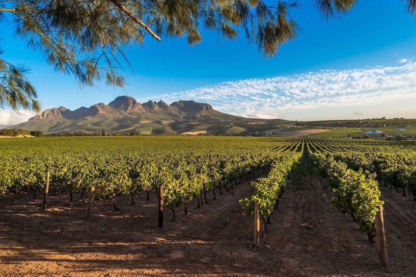 Picture 1 for Activity Stellenbosch: Wine Tasting Safari