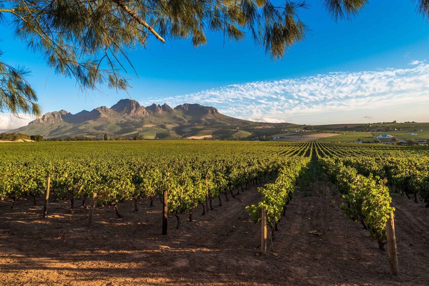 Picture 1 for Activity Stellenbosch: Wine Tasting Safari